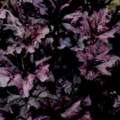 Alunrod 'Black Forest Cake' Heuchera H. 'Black Forest Cake' 1 Liter Potte