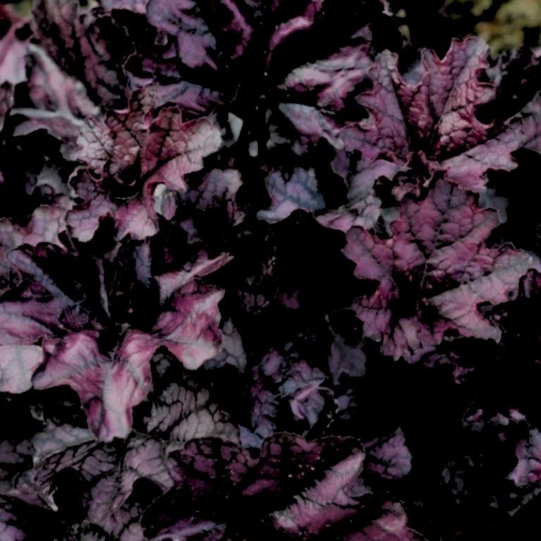 Alunrod 'Black Forest Cake' Heuchera H. 'Black Forest Cake' 1 liter potte Alunrod 'Black Forest Cake' Heuchera H. 'Black Forest Cake' 1 Liter Potte -Plantetorvet Butik p37147 46962 heuchera h black forest cake e906