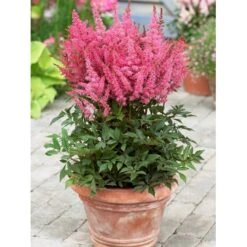 Astilbe 'Younique Pink' Astilbe Arendsii 'Younique Pink' 1 Liter Potte -Plantetorvet Butik p37148 46324 astilbe arendsii younique pink c159