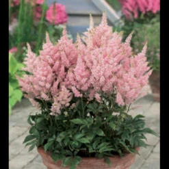 Astilbe 'Younique Pink' Astilbe Arendsii 'Younique Pink' 1 Liter Potte -Plantetorvet Butik p37148 46325 astilbe arendsii younique pink fc98