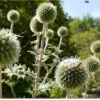 Tidselkugle 'Arctic Glow' Echinops Sphaerocerphalus 'Arctic Glow' 1 Liter Potte