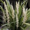 Japansk Skilla 'Monroe White' Liriope 'Monroe White' 1 Liter Potte