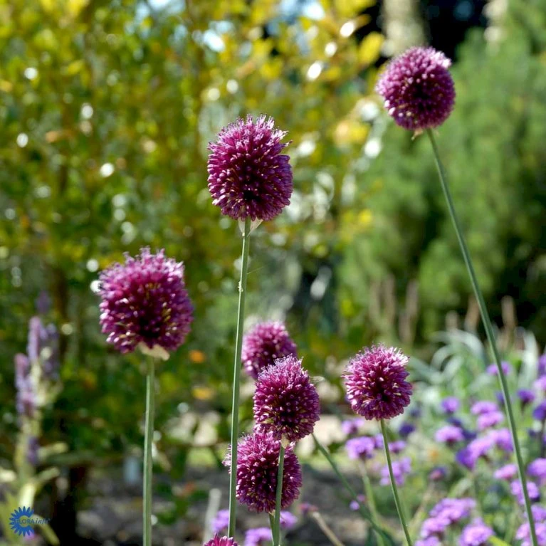 Middelhavs-prydløg Allium Sphaerocephalon 1 liter potte Middelhavs-prydløg Allium Sphaerocephalon 1 Liter Potte -Plantetorvet Butik p37181 47417 allium sphaerocephalon d23c