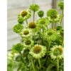 Purpursolhat 'SunSeekers Apple Green' Echinacea 'SunSeekers Apple Green' 1 Liter Potte -Plantetorvet Butik p37188 49096 echinacea sunseekers apple green 79a3