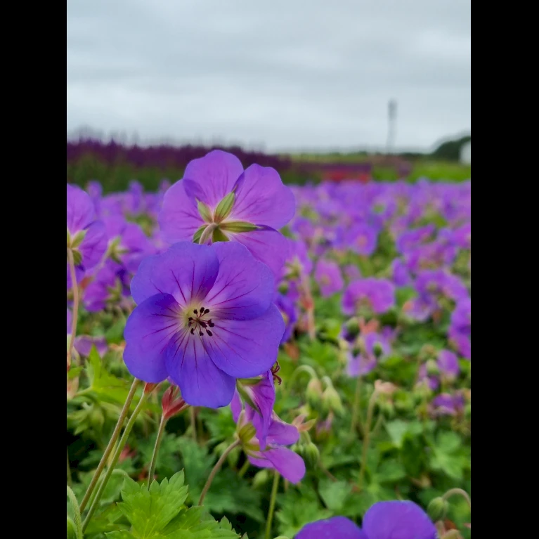 Storkenæb 'Bloom Me Away' Geranium Hybrid 'Bloom Me Away' 1 liter potte Storkenæb 'Bloom Me Away' Geranium Hybrid 'Bloom Me Away' 1 Liter Potte -Plantetorvet Butik p37190 53948 geranium hybrid bloom me away d6e9