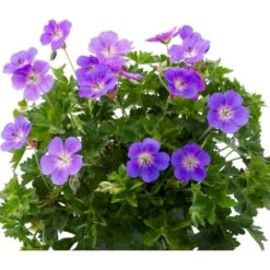 Storkenæb 'Bloom Me Away' Geranium Hybrid 'Bloom Me Away' 1 Liter Potte 4 Storkenæb 'Bloom Me Away' Geranium Hybrid 'Bloom Me Away' 1 Liter Potte -Plantetorvet Butik p37190 53949 geranium hybrid bloom me away 5281
