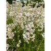 Tjærenellike 'Alba Schnee' Lychnis Viscaria 'Alba Schnee' 10 Cm. Potte -Plantetorvet Butik p37199 47436 lychnis viscaria alba schnee e512