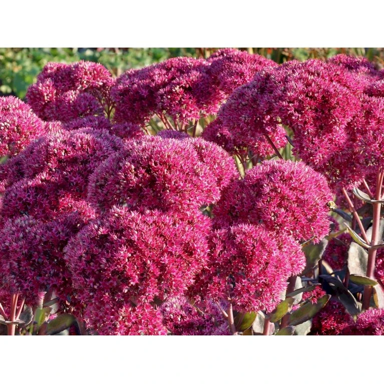 Sankthansurt 'Thunderhead' Sedum Telephium 'Thunderhead' 1 liter potte Sankthansurt 'Thunderhead' Sedum Telephium 'Thunderhead' 1 Liter Potte -Plantetorvet Butik p37205 53953 sedum telephium thunderhead 9f73