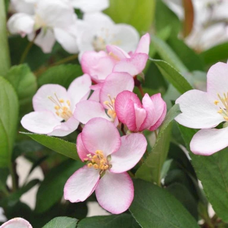 Sargentsæble 'Norðîc® Spellbound' Malus Sargentii 'Norðîc® Spellbound' 5 Liter potte Sargentsæble 'Norðîc® Spellbound' Malus Sargentii 'Norðîc® Spellbound' 5 Liter Potte -Plantetorvet Butik p37363 47376 malus sargentii nordjic spellbound 572c