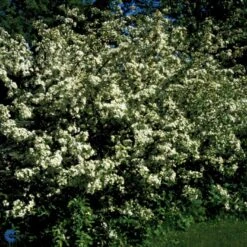Sargentsæble 'Norðîc® Spellbound' Malus Sargentii 'Norðîc® Spellbound' 5 Liter Potte 4 Sargentsæble 'Norðîc® Spellbound' Malus Sargentii 'Norðîc® Spellbound' 5 Liter Potte -Plantetorvet Butik p37363 47377 malus sargentii nordjic spellbound 70c2