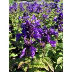 Blåkant 'Bokratune' Nepeta Neptune 'Bokratune' 1 Liter Potte