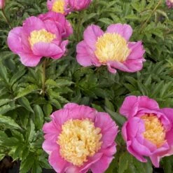 Silkepæon 'Mr. G. F. Hemerik' Paeonia Lactiflora 'Mr. G. F. Hemerik' 3 Liter Potte -Plantetorvet Butik p37387 47901 paeonia lactiflora mr g f hemerik 1224