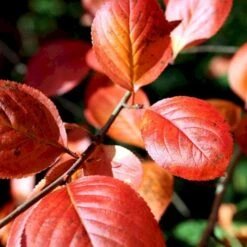 Storfrugtet Surbær 'Nero' Aronia Melanocarpa 'Nero' Potte 2,0 Liter,- Opbundet -Plantetorvet Butik p37439 48515 aronia melanocarpa nero 49f2