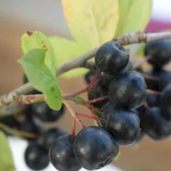 Storfrugtet Surbær 'Nero' Aronia Melanocarpa 'Nero' Potte 2,0 Liter,- Opbundet -Plantetorvet Butik p37439 50534 aronia melanocarpa nero 8385
