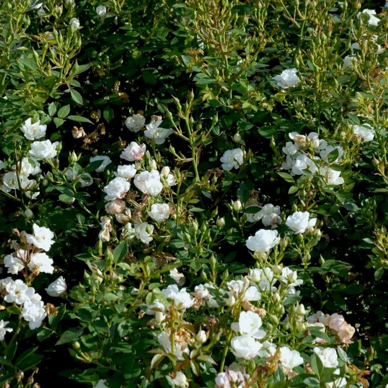 'Tumbling Waters'™ Rosa X 'Tumbling Waters'™ (Bunddækkerose) A-Kvalitet,- barrods roser min. 3 grene 'Tumbling Waters'™ Rosa X 'Tumbling Waters'™ (Bunddækkerose) A-Kvalitet,- Barrods Roser Min. 3 Grene -Plantetorvet Butik p374 52017 rosa x tumbling waters bunddaekkerose d7ca