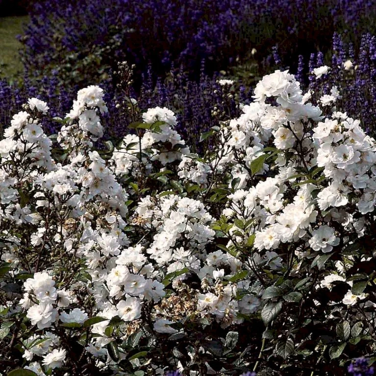 'Tumbling Waters'™ Rosa X 'Tumbling Waters'™ (Bunddækkerose) A-Kvalitet,- barrods roser min. 3 grene 'Tumbling Waters'™ Rosa X 'Tumbling Waters'™ (Bunddækkerose) A-Kvalitet,- Barrods Roser Min. 3 Grene -Plantetorvet Butik p374 52018 rosa x tumbling waters bunddaekkerose a116