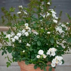 'Tumbling Waters'™ Rosa X 'Tumbling Waters'™ (Bunddækkerose) A-Kvalitet,- Barrods Roser Min. 3 Grene 8 'Tumbling Waters'™ Rosa X 'Tumbling Waters'™ (Bunddækkerose) A-Kvalitet,- Barrods Roser Min. 3 Grene -Plantetorvet Butik p374 52019 rosa x tumbling waters bunddaekkerose df35