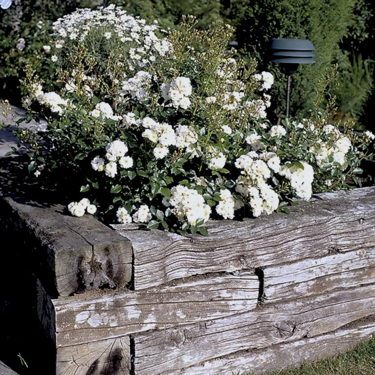 'Tumbling Waters'™ Rosa X 'Tumbling Waters'™ (Bunddækkerose) A-Kvalitet,- barrods roser min. 3 grene 'Tumbling Waters'™ Rosa X 'Tumbling Waters'™ (Bunddækkerose) A-Kvalitet,- Barrods Roser Min. 3 Grene -Plantetorvet Butik p374 52020 rosa x tumbling waters bunddaekkerose aa4e