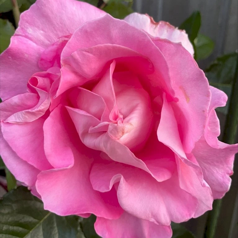 'Hella Joof'™ Rosa X 'Hella Joof'™ (Buketrose) A-Kvalitet,- barrods roser min. 3 grene 'Hella Joof'™ Rosa X 'Hella Joof'™ (Buketrose) A-Kvalitet,- Barrods Roser Min. 3 Grene -Plantetorvet Butik p37514 53264 rosa x hella joof buketrose 1086