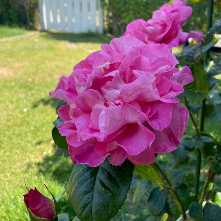 'Hella Joof'™ Rosa X 'Hella Joof'™ (Buketrose) A-Kvalitet,- barrods roser min. 3 grene 'Hella Joof'™ Rosa X 'Hella Joof'™ (Buketrose) A-Kvalitet,- Barrods Roser Min. 3 Grene -Plantetorvet Butik p37514 53265 rosa x hella joof buketrose 8141