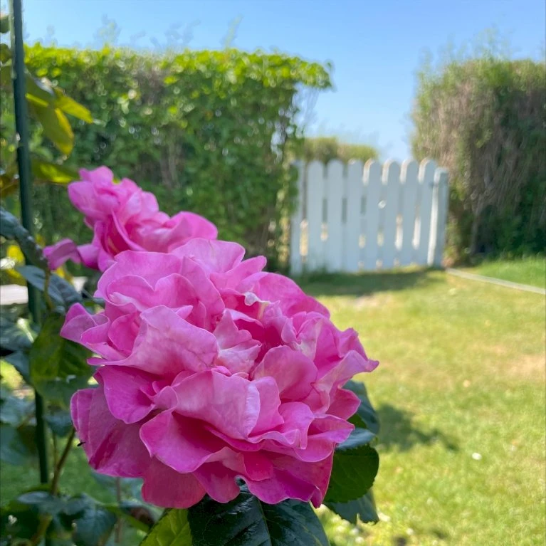 'Hella Joof'™ Rosa X 'Hella Joof'™ (Buketrose) A-Kvalitet,- barrods roser min. 3 grene 'Hella Joof'™ Rosa X 'Hella Joof'™ (Buketrose) A-Kvalitet,- Barrods Roser Min. 3 Grene -Plantetorvet Butik p37514 53266 rosa x hella joof buketrose 626f