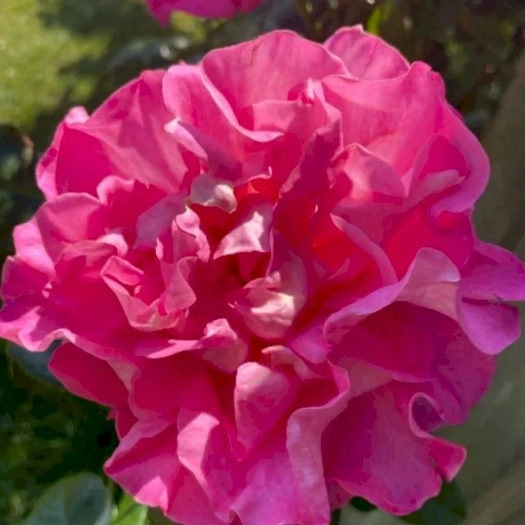 'Hella Joof'™ Rosa X 'Hella Joof'™ (Buketrose) A-Kvalitet,- barrods roser min. 3 grene 'Hella Joof'™ Rosa X 'Hella Joof'™ (Buketrose) A-Kvalitet,- Barrods Roser Min. 3 Grene -Plantetorvet Butik p37514 53267 rosa x hella joof buketrose ef29