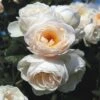 'Uetersener Klosterrose'® Rosa X 'Uetersener Klosterrose'® (Slyngrose) A-Kvalitet,- Barrods Roser Min. 3 Grene -Plantetorvet Butik p37516 54044 rosa x uetersener klosterrose slyngrose 6a34