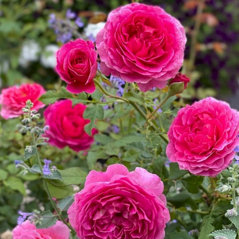 'Gabriel Oak'™ Rosa X 'Gabriel Oak'™ (Engelsk Rose) A-Kvalitet,- barrods roser min. 3 grene 'Gabriel Oak'™ Rosa X 'Gabriel Oak'™ (Engelsk Rose) A-Kvalitet,- Barrods Roser Min. 3 Grene -Plantetorvet Butik p37518 52987 rosa x gabriel oak engelsk rose 3984