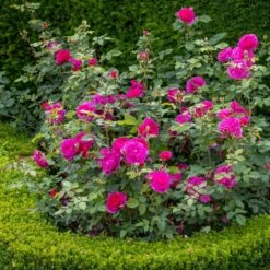 'Gabriel Oak'™ Rosa X 'Gabriel Oak'™ (Engelsk Rose) A-Kvalitet,- Barrods Roser Min. 3 Grene 5 'Gabriel Oak'™ Rosa X 'Gabriel Oak'™ (Engelsk Rose) A-Kvalitet,- Barrods Roser Min. 3 Grene -Plantetorvet Butik p37518 52988 rosa x gabriel oak engelsk rose 5269