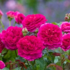 'Gabriel Oak'™ Rosa X 'Gabriel Oak'™ (Engelsk Rose) A-Kvalitet,- Barrods Roser Min. 3 Grene 6 'Gabriel Oak'™ Rosa X 'Gabriel Oak'™ (Engelsk Rose) A-Kvalitet,- Barrods Roser Min. 3 Grene -Plantetorvet Butik p37518 52989 rosa x gabriel oak engelsk rose 9cd2