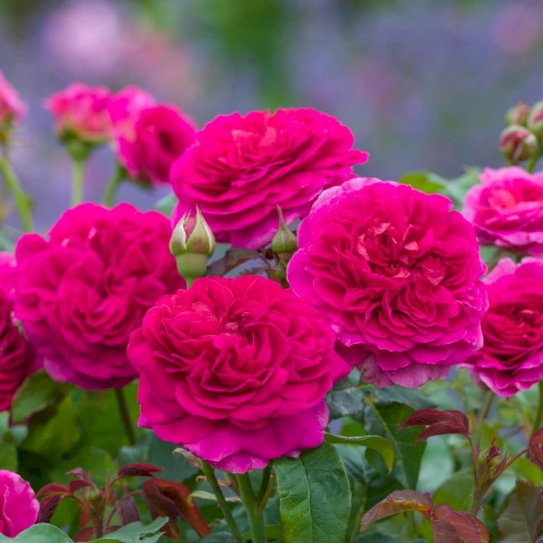 'Gabriel Oak'™ Rosa X 'Gabriel Oak'™ (Engelsk Rose) A-Kvalitet,- barrods roser min. 3 grene 'Gabriel Oak'™ Rosa X 'Gabriel Oak'™ (Engelsk Rose) A-Kvalitet,- Barrods Roser Min. 3 Grene -Plantetorvet Butik p37518 52989 rosa x gabriel oak engelsk rose 9cd2