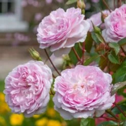 'Silas Marner'™ Rosa X 'Silas Marner'™ (Engelsk Rose) A-Kvalitet,- Barrods Roser Min. 3 Grene