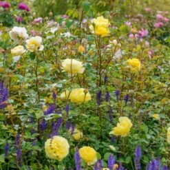 'The Poet's Wife' Rosa X 'The Poet's Wife' (Engelsk Rose) A-Kvalitet,- Barrods Roser Min. 3 Grene 8 'The Poet's Wife' Rosa X 'The Poet's Wife' (Engelsk Rose) A-Kvalitet,- Barrods Roser Min. 3 Grene -Plantetorvet Butik p37522 53212 rosa x the poet s wife engelsk rose a17b
