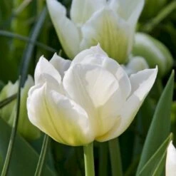 Tulipan 'Northcap' Tulips 'Northcap' Blomsterløg, Antal Pr. Pakke, Ca. 7 Stk.