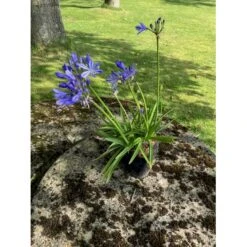 Skærmlilje 'Charlotte' Agapanthus Hybrid 'Charlotte' 2 Liter Potte