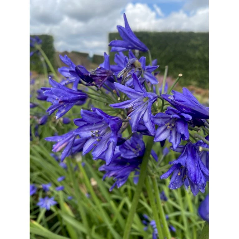 Skærmlilje 'Northern Star' Agapanthus Hybrid 'Northern Star' 2 liter potte Skærmlilje 'Northern Star' Agapanthus Hybrid 'Northern Star' 2 Liter Potte -Plantetorvet Butik p37599 50972 agapanthus northern star 5b29