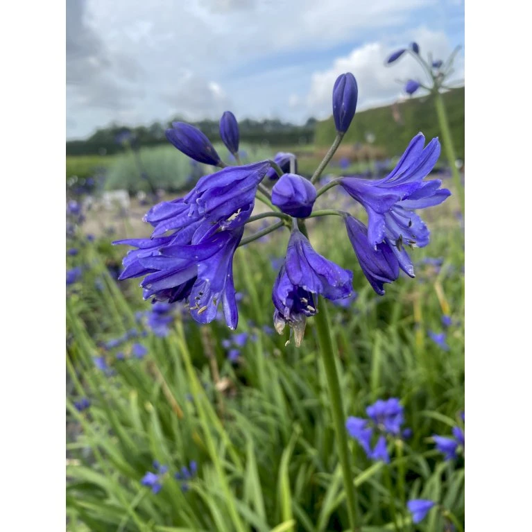 Skærmlilje 'Northern Star' Agapanthus Hybrid 'Northern Star' 2 liter potte Skærmlilje 'Northern Star' Agapanthus Hybrid 'Northern Star' 2 Liter Potte -Plantetorvet Butik p37599 50973 agapanthus northern star 27f7