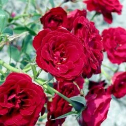 'Velvet Cover'® Rosa X 'Velvet Cover'® (Bunddækkerose) A-Kvalitet,- Barrods Roser Min. 3 Grene -Plantetorvet Butik p375 52022 rosa x velvet cover bunddaekkerose 561d