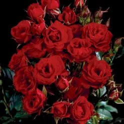 'Velvet Cover'® Rosa X 'Velvet Cover'® (Bunddækkerose) A-Kvalitet,- Barrods Roser Min. 3 Grene -Plantetorvet Butik p375 52023 rosa x velvet cover bunddaekkerose c3b1