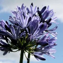 Skærmlilje 'Black Buddhist' Agapanthus Hybrid 'Black Buddhist' 2 Liter Potte -Plantetorvet Butik p37600 50976 agapanthus hybrid black buddhist aa23
