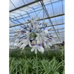 Skærmlilje 'Fireworks' Agapanthus Hybrid 'Fireworks' 2 Liter Potte 4 Skærmlilje 'Fireworks' Agapanthus Hybrid 'Fireworks' 2 Liter Potte -Plantetorvet Butik p37601 50978 agapanthus hybrid fireworks ee5d