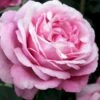'Desirée'® Rosa X 'Desirée'® (Storblomstrende) A-Kvalitet,- Barrods Roser Min. 3 Grene 2 'Desirée'® Rosa X 'Desirée'® (Storblomstrende) A-Kvalitet,- Barrods Roser Min. 3 Grene -Plantetorvet Butik p37626 53297 rosa x desiree storblomstrende d7f7
