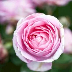 'Millie Rose' Rosa X 'Millie Rose' (Storblomstrende) A-Kvalitet,- Barrods Roser Min. 3 Grene -Plantetorvet Butik p37627 53458 rosa x millie rose storblomstrende 7e13