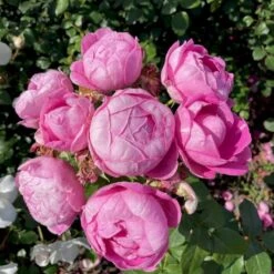 'Norwegian Girl' Rosa X 'Norwegian Girl' (buketrose) A-Kvalitet,- Barrods Roser Min. 3 Grene