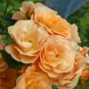 'Portoroz'® Rosa X 'Portoroz'® (Storblomstrende) A-Kvalitet,- Barrods Roser Min. 3 Grene 2 'Portoroz'® Rosa X 'Portoroz'® (Storblomstrende) A-Kvalitet,- Barrods Roser Min. 3 Grene -Plantetorvet Butik p37634 53360 rosa x portoroz storblomstrende ec84
