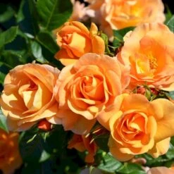 'Portoroz'® Rosa X 'Portoroz'® (Storblomstrende) A-Kvalitet,- Barrods Roser Min. 3 Grene 4 'Portoroz'® Rosa X 'Portoroz'® (Storblomstrende) A-Kvalitet,- Barrods Roser Min. 3 Grene -Plantetorvet Butik p37634 53626 rosa x portoroz storblomstrende 7729