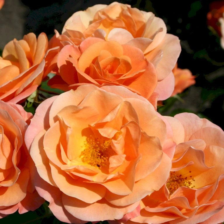 'Portoroz'® Rosa X 'Portoroz'® (Storblomstrende) A-Kvalitet,- barrods roser min. 3 grene 'Portoroz'® Rosa X 'Portoroz'® (Storblomstrende) A-Kvalitet,- Barrods Roser Min. 3 Grene -Plantetorvet Butik p37634 53627 rosa x portoroz storblomstrende d732