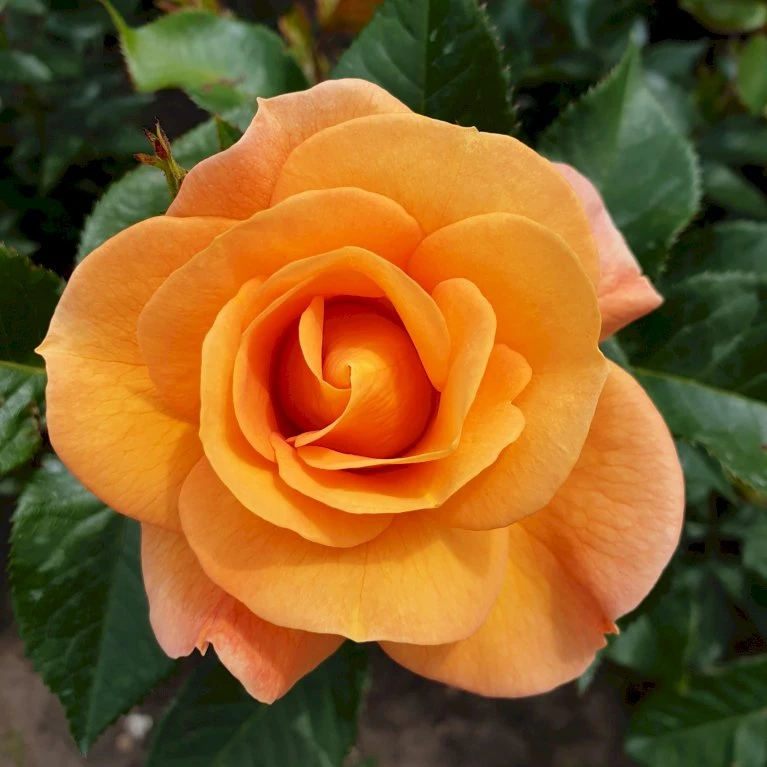 'Portoroz'® Rosa X 'Portoroz'® (Storblomstrende) A-Kvalitet,- barrods roser min. 3 grene 'Portoroz'® Rosa X 'Portoroz'® (Storblomstrende) A-Kvalitet,- Barrods Roser Min. 3 Grene -Plantetorvet Butik p37634 53628 rosa x portoroz storblomstrende 266f