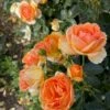 'Ulf Pilgaard'™ Rosa X 'Ulf Pilgaard'™ (Buketrose) A-Kvalitet,- Barrods Roser Min. 3 Grene 2 'Ulf Pilgaard'™ Rosa X 'Ulf Pilgaard'™ (Buketrose) A-Kvalitet,- Barrods Roser Min. 3 Grene -Plantetorvet Butik p37637 53270 rosa x ulf pilgaard buketrose d1c2