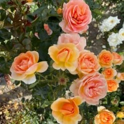 'Ulf Pilgaard'™ Rosa X 'Ulf Pilgaard'™ (Buketrose) A-Kvalitet,- Barrods Roser Min. 3 Grene -Plantetorvet Butik p37637 53273 rosa x ulf pilgaard buketrose 75f5